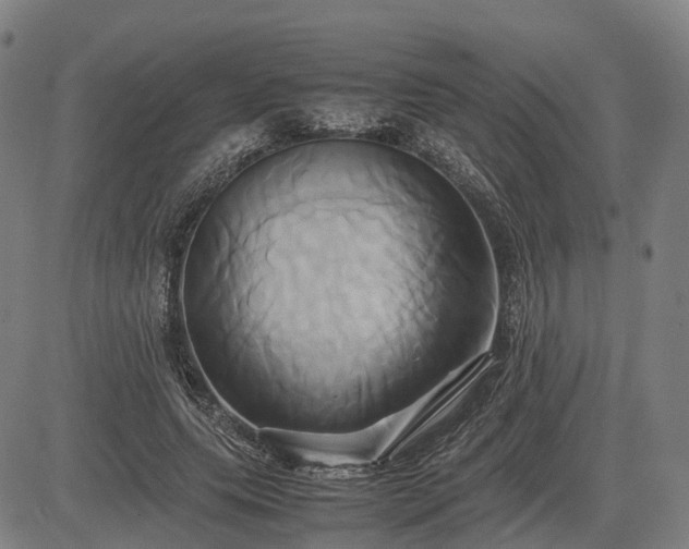 X0000083620639200702201317
