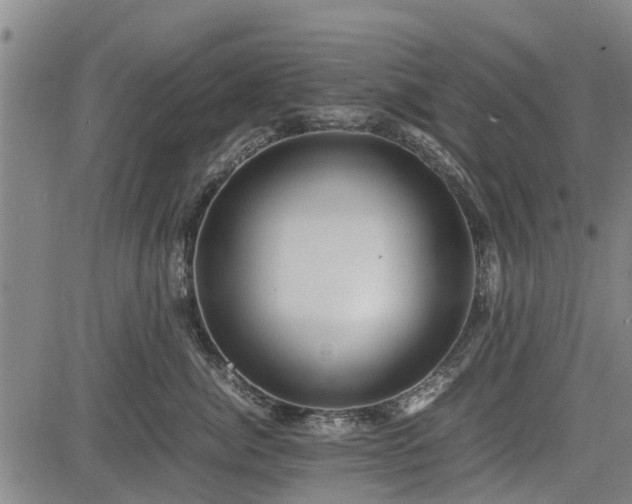 X0000083620764200702201316