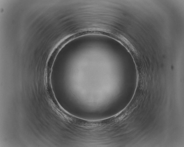 X0000083621076200702201310