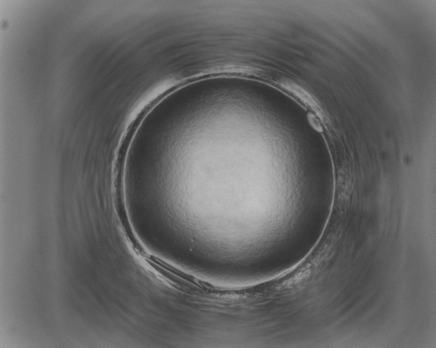 X0000083621135200702201309