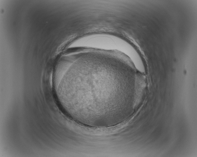 X0000083620019200702261005