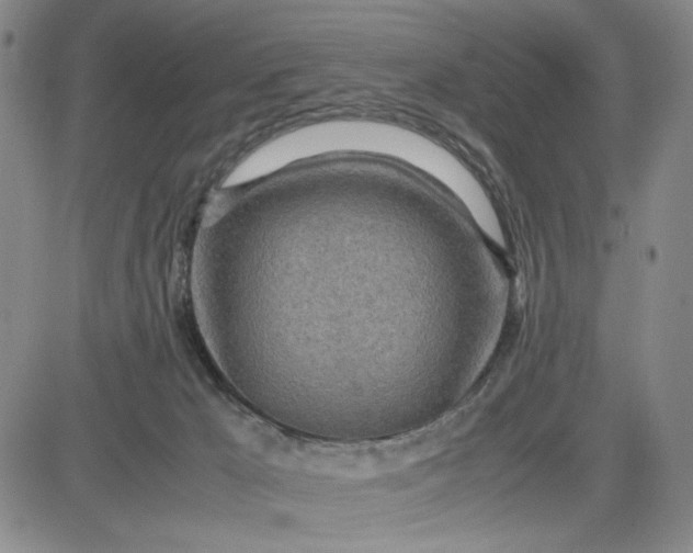 X0000083620029200702261005