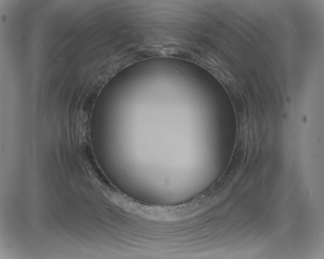 X0000083620030200702261005