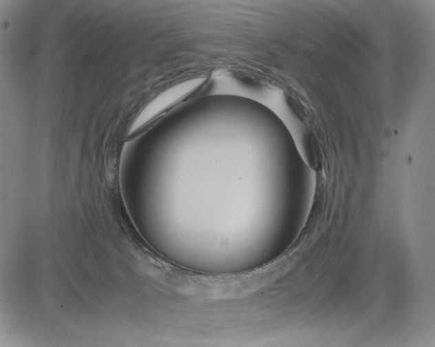 X0000083620033200702261005