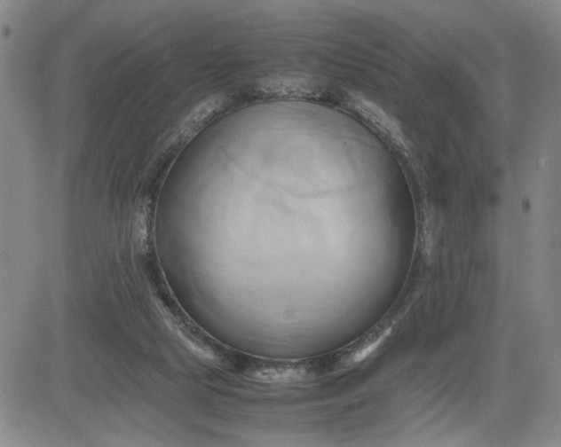 X0000083620065200702261004