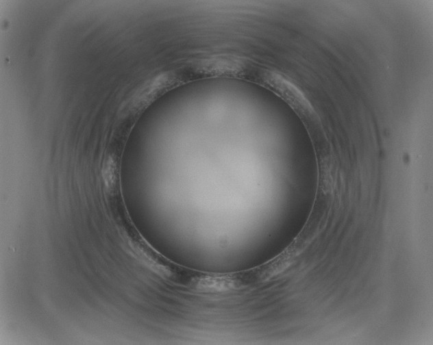 X0000083620077200702261004