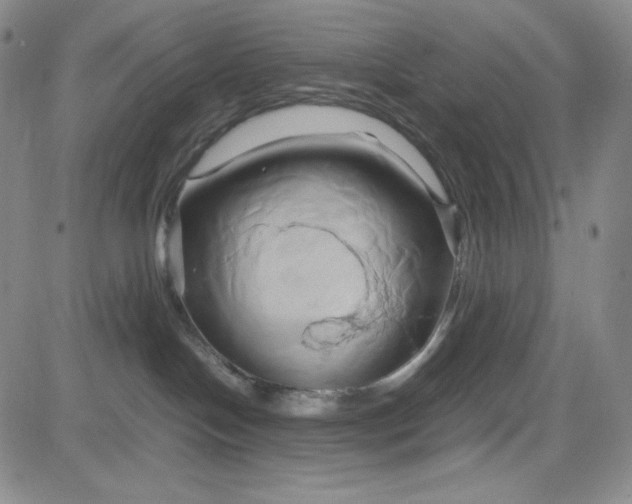 X0000083620094200702261004