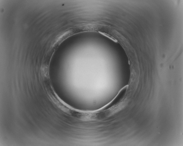 X0000083620096200702261004