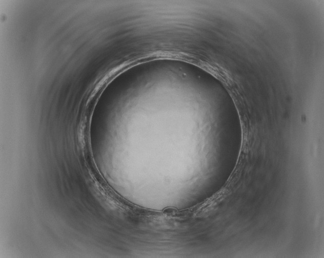 X0000083620098200702261004