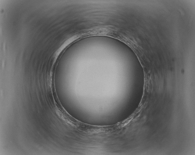 X0000083620100200702261004