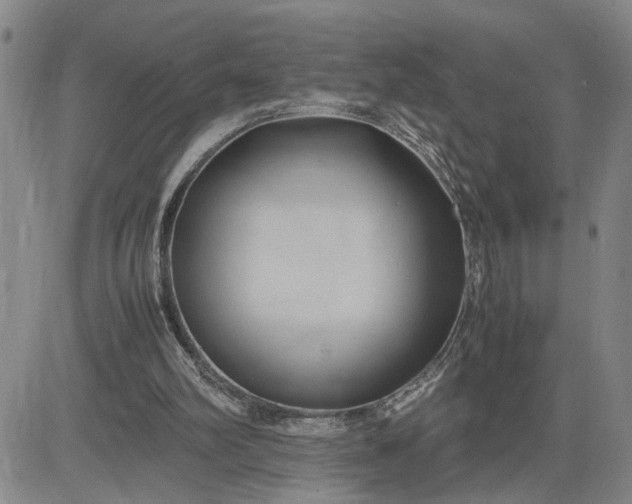 X0000083620102200702261004