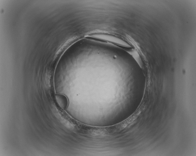 X0000083620106200702261003