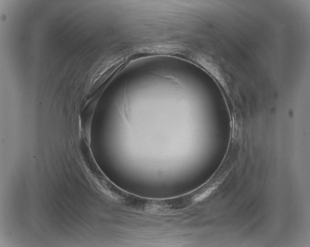 X0000083620109200702261003