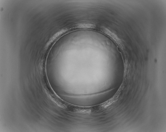 X0000083620155200702261002