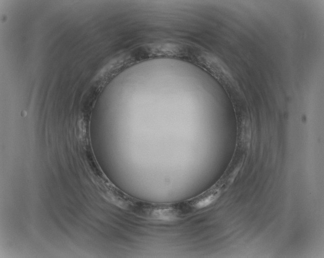 X0000083620173200702261002