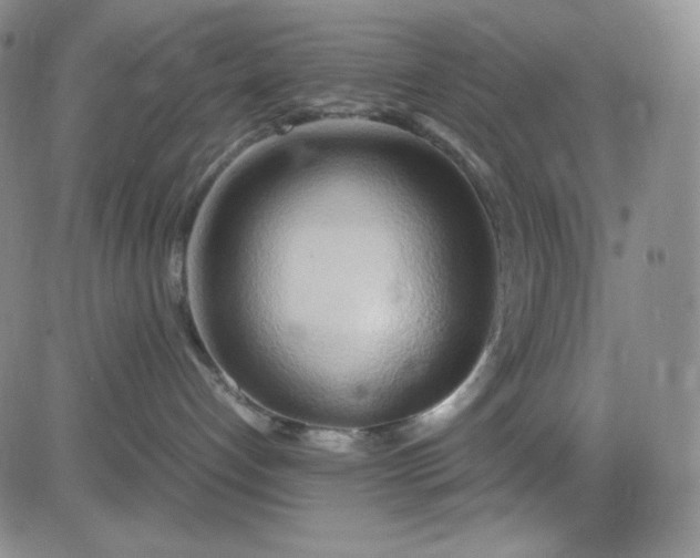 X0000083620192200702261003