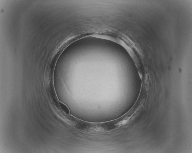 X0000083620203200702261002