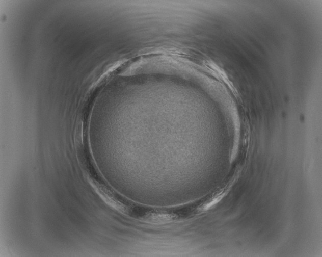 X0000083620205200702261002