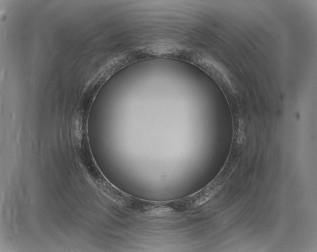 X0000083620210200702261002