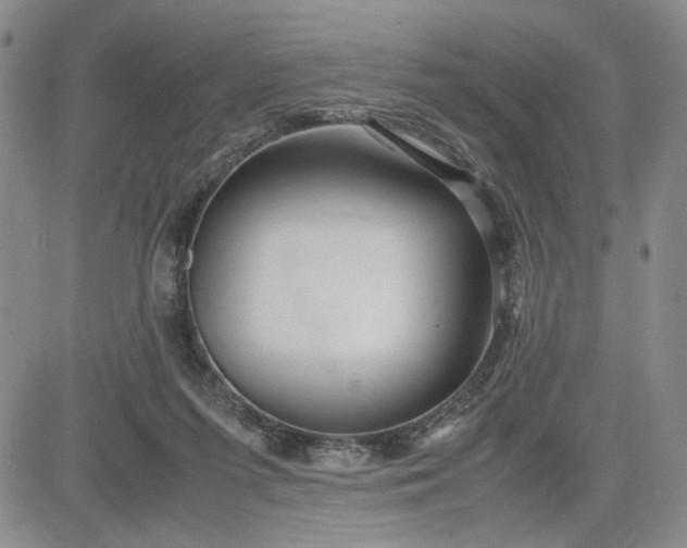 X0000083620215200702261002