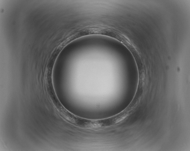 X0000083620217200702261002