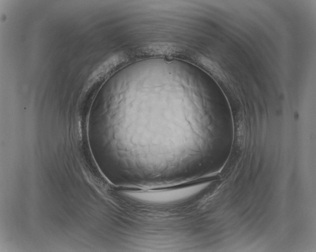 X0000083620254200702261001