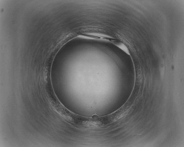 X0000083620255200702261001