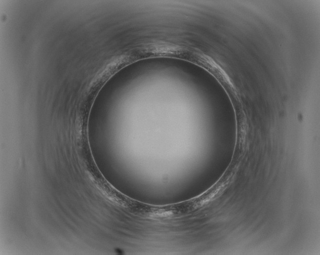 X0000083620257200702261001