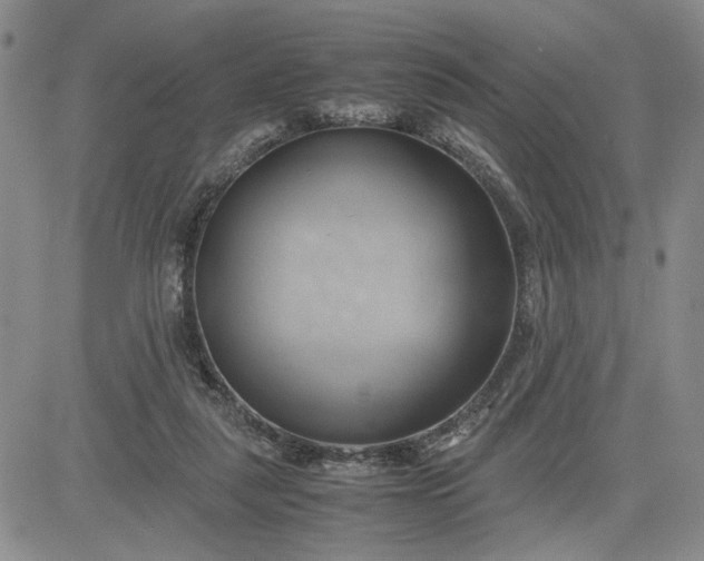 X0000083620259200702261001