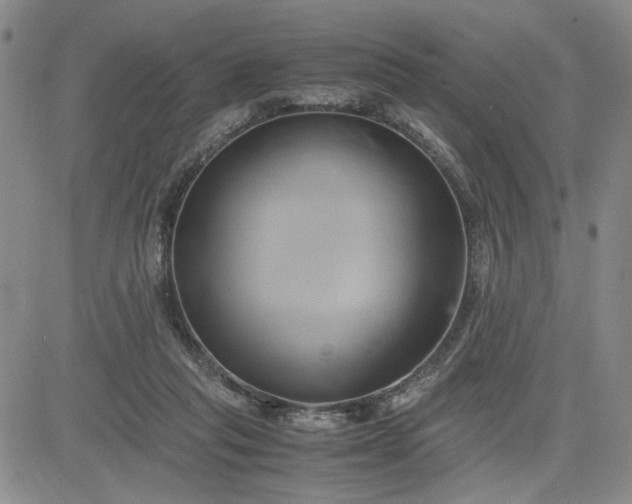 X0000083620261200702261001