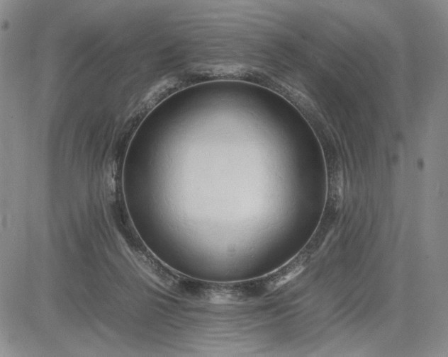 X0000083620264200702261001