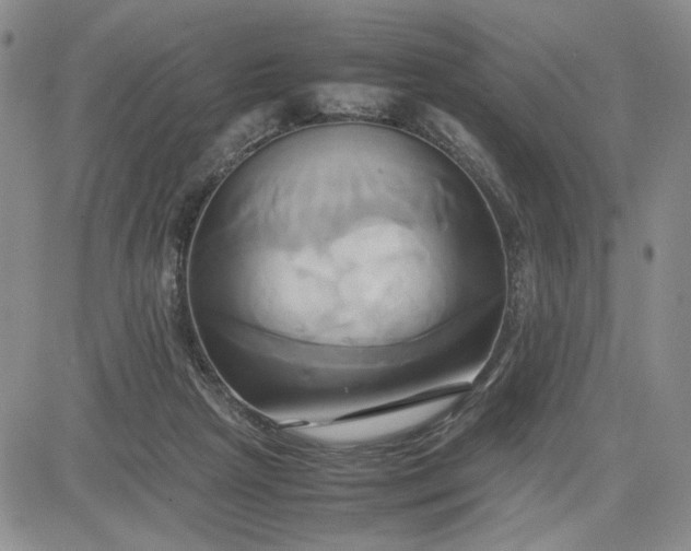 X0000083620265200702261001