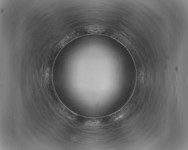 X0000083620271200702261001