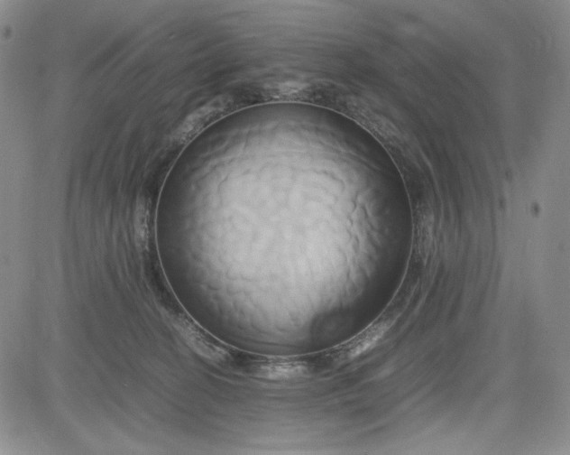 X0000083620274200702261001