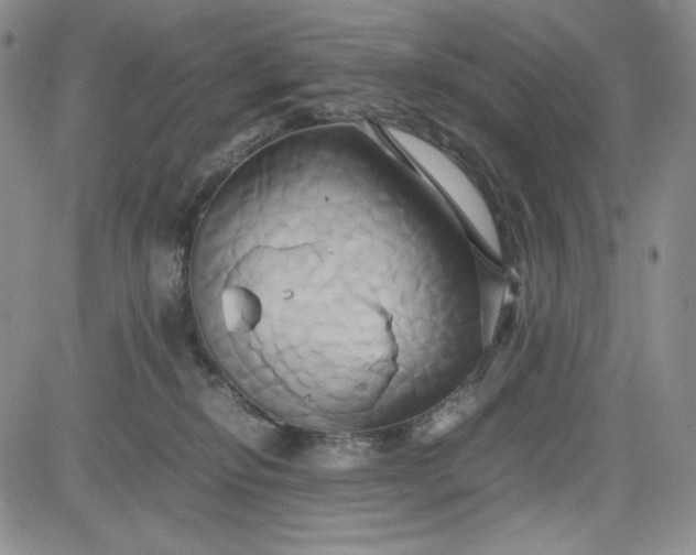 X0000083620278200702261001