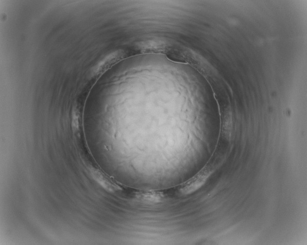 X0000083620282200702261001