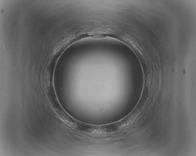 X0000083620303200702261000