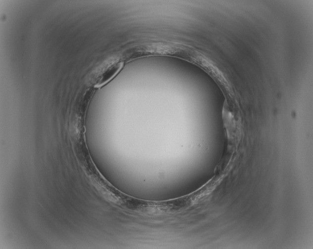 X0000083620305200702261000