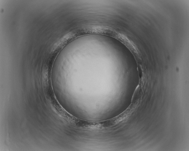 X0000083620306200702261000