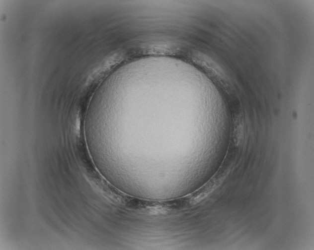 X0000083620310200702261000