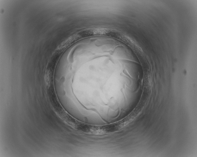 X0000083620311200702261000