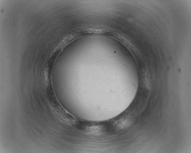 X0000083620312200702261000