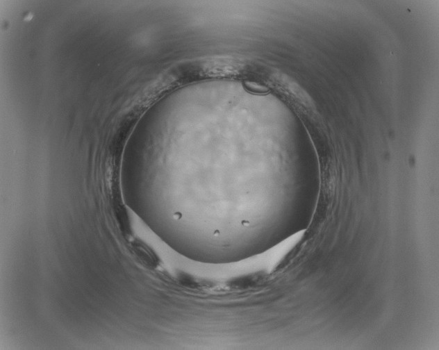 X0000083620315200702261000