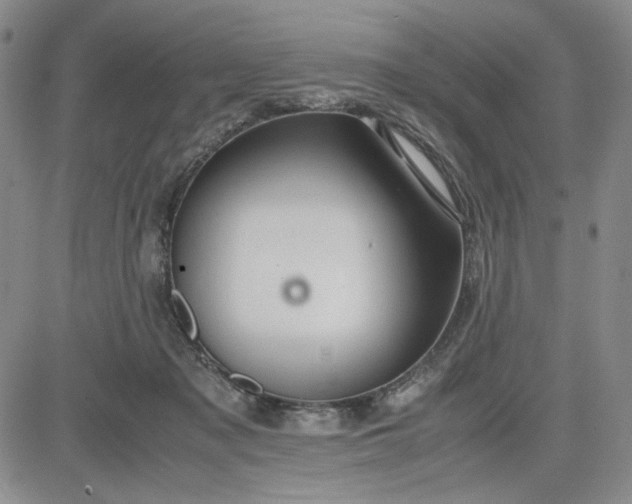 X0000083620317200702261000