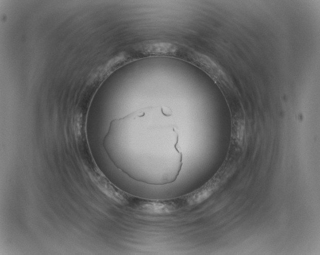 X0000083620326200702261000