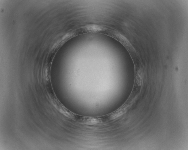 X0000083620330200702261000