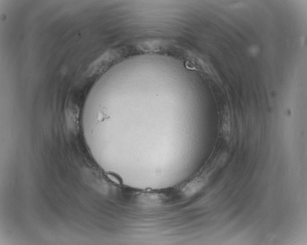 X0000083620332200702261000