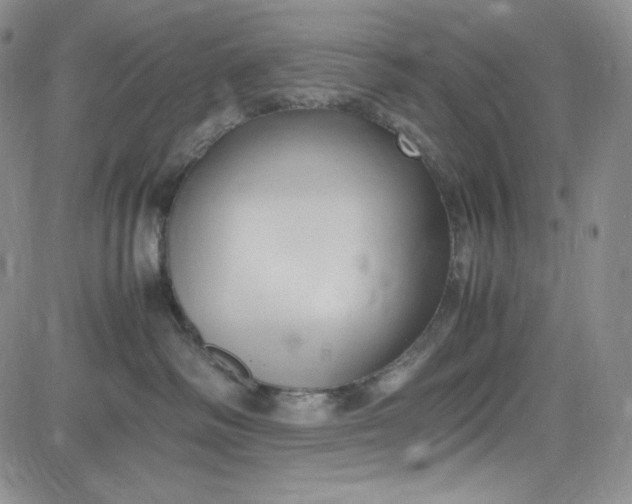 X0000083620334200702261000