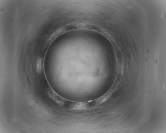 X0000083620335200702261000