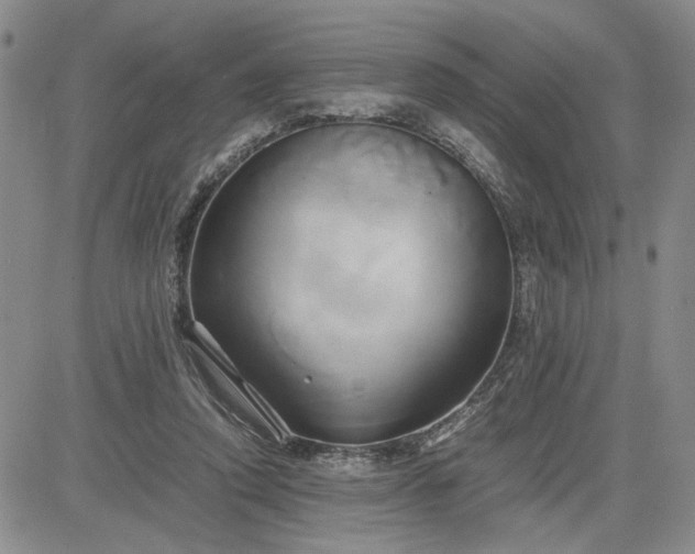 X0000083620354200702260959